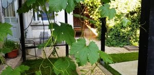 The Vine Bistro, terasa boema in strada Popa Nan din Bucuresti