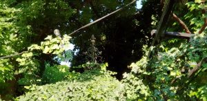 The Vine Bistro, terasa boema in strada Popa Nan din Bucuresti