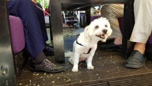 Barrio, restaurant cu terasa la Piata Amzei in Bucuresti