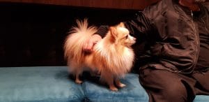 Limo Cuisine & Kayo Summer Club Garden in Herastrau Park Bucharest