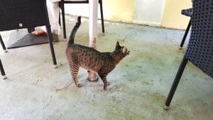 Museum, restaurant in Cotroceni, langa Biserica Sfantul Elefterie Vechi