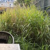 Bistroul Ceai la Vlaicu