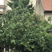 Bistroul Ceai la Vlaicu