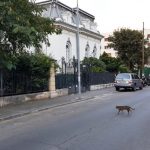 Dumbrava Rosie cu ceainaria cafenea boema Serendipity in Bucuresti