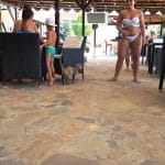 La Plage Club si Buddha Bar, terasa in club cu piscina in Otopeni