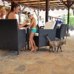 La Plage Club si Buddha Bar, terasa in club cu piscina in Otopeni