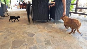 La Plage Club si Buddha Bar, terasa in club cu piscina in Otopeni