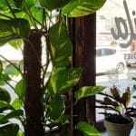 Papila, mini-bistrou boem la Piata Rosetti din Bucuresti