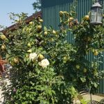 Restaurant Ferma Cocosul Rosu, sat Ghionea, comuna Ulmi, judetul Giurgiu