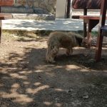 Restaurant Ferma Cocosul Rosu, sat Ghionea, comuna Ulmi, judetul Giurgiu
