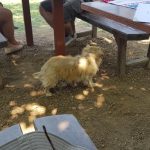 Restaurant Ferma Cocosul Rosu, sat Ghionea, comuna Ulmi, judetul Giurgiu