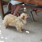 Restaurant Ferma Cocosul Rosu, sat Ghionea, comuna Ulmi, judetul Giurgiu