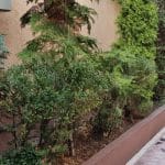Capriccio, restaurant italian pe strada Icoanei, care permite anumale de companie
