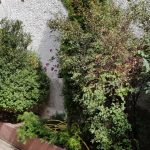 Capriccio, restaurant italian pe strada Icoanei, care permite anumale de companie