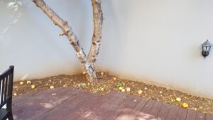 Gustosi Momenti, restaurant sicilian traditional in Bucuresti