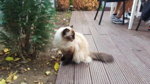 Gustosi Momenti, restaurant sicilian traditional in Bucuresti