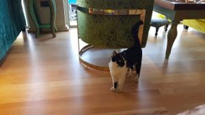 Mandaloun, restaurant libanez si international in Nicolae Caranfil