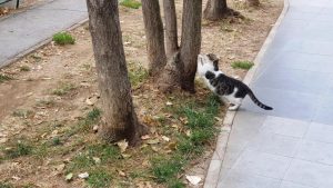 Aviatorilor 8, complex cu restaurantele 5Ensi, Gastrolab, Japanos si altele