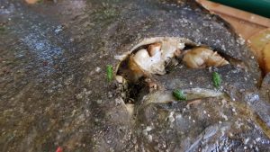 Cina libaneza memorabila pregatita de Mohamed Murad la restaurantul Mandaloun