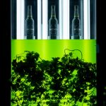 Noi tipuri de beri de la Beck's