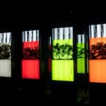 Noi tipuri de beri de la Beck's