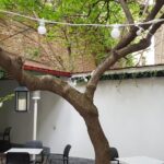 Matcha Bar ceainarie si bistrou cu terasa la Piata Romana 21
