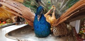 O cina romaneasca boiereasca la Locanta Jaristea pregatita de Kera Calita