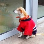 Waiting for Godot who drinks inside