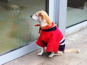 Waiting for Godot who drinks inside