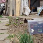Florin si Victoria si atelierul lor de ceramica de la Gurbanesti
