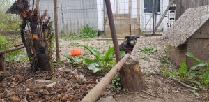 Florin si Victoria si atelierul lor de ceramica de la Gurbanesti