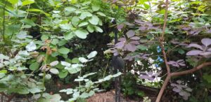 Pinion Coffeeshop Atelier Pinion cafenea boema bikers friendly 2