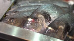 Mesogios Bucharest degustation Tour 2019 meniul de degustare 06