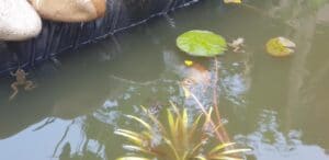 Slow food la Athanor la coupteur Gurbanesti