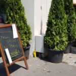 Trattoria Verdi Victoriei, restaurant italian