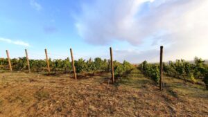 Casa Timis, conac si restaurant in Bucov (Prahova)