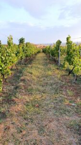 Casa Timis, conac si restaurant in Bucov (Prahova)