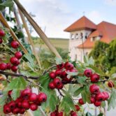 Casa Timis, conac si restaurant in Bucov (Prahova)