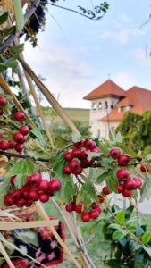 Casa Timis, conac si restaurant in Bucov (Prahova)