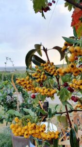 Casa Timis, conac si restaurant in Bucov (Prahova)