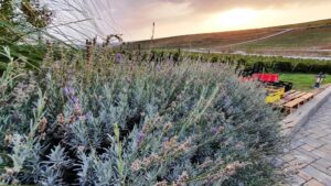 Casa Timis, conac si restaurant in Bucov (Prahova)