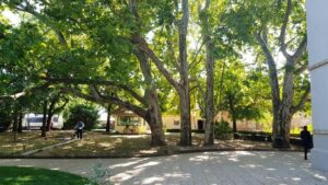 Parcul Conacului Hagianoff de pe Domeniul Manasia