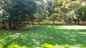 Parcul Conacului Hagianoff de pe Domeniul Manasia