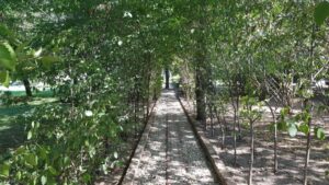 Parcul Conacului Hagianoff de pe Domeniul Manasia