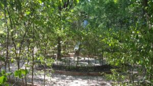 Parcul Conacului Hagianoff de pe Domeniul Manasia