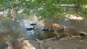 Parcul Conacului Hagianoff de pe Domeniul Manasia