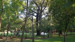 Parcul Conacului Hagianoff de pe Domeniul Manasia