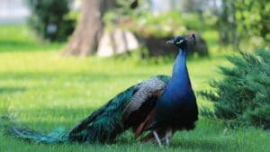 Parcul Conacului Hagianoff de pe Domeniul Manasia