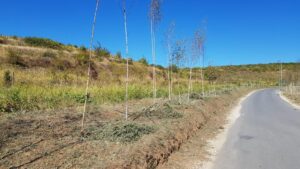 Dealurile din Bucov in jurul conacului Casa Timis