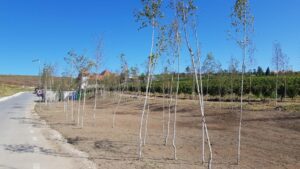 Dealurile din Bucov in jurul conacului Casa Timis